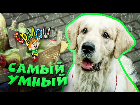 Ералаш | Самый умный (Выпуск №340)