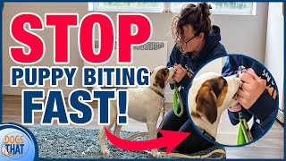 How To Stop Puppy Biting And Build Focus In Less Than 10 Minutes