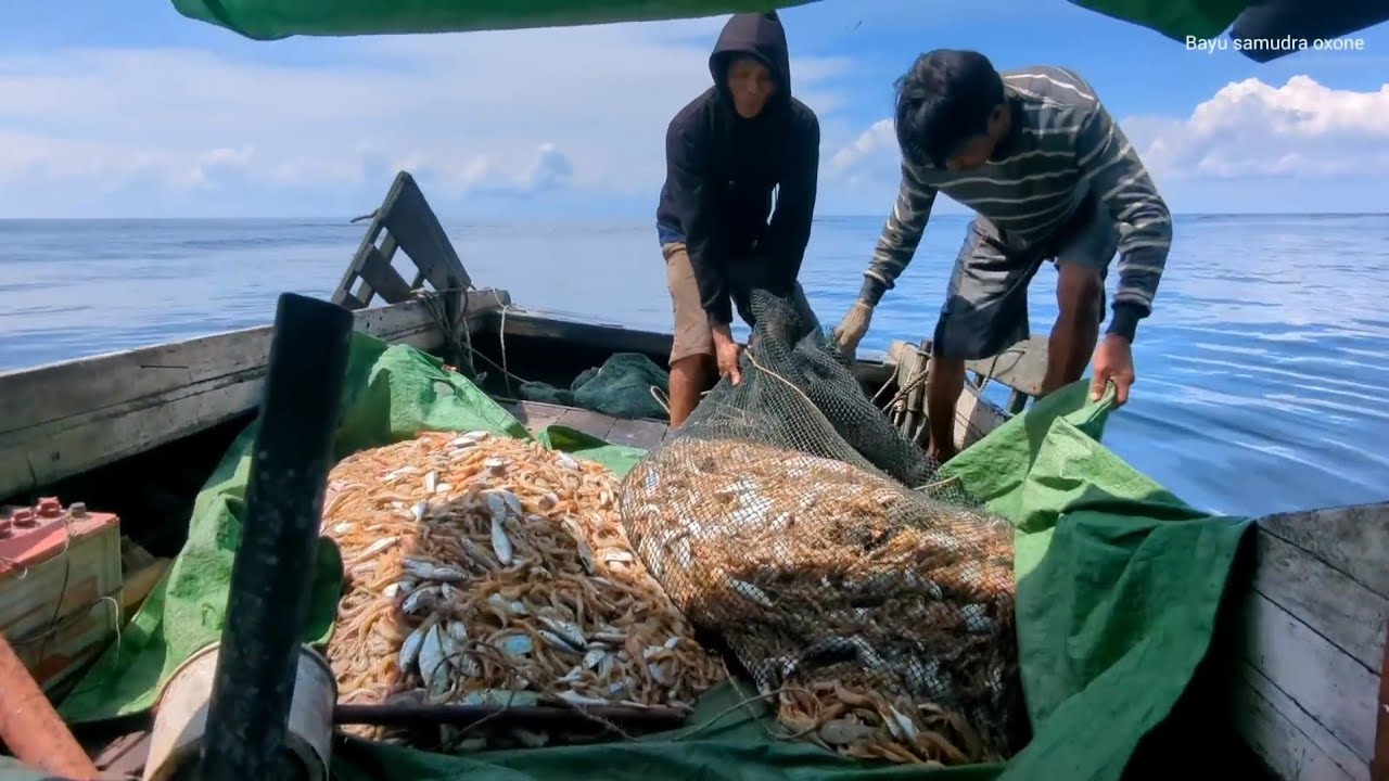 Di Kalteng, udang, melimpah, hasil tangkapan,