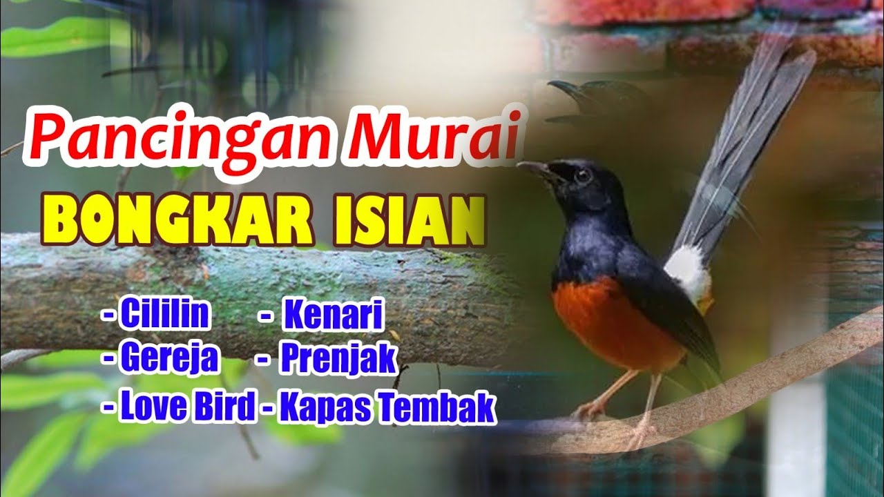 PANCINGAN PAGI MURAI BATU BONGKAR ISIAN CILILIN , 100% EFEKTIP BUAT MURAI BATU MALAS JADI GACOR