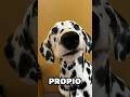 La verdad sobre los Dálmatas en 60 segundos 😂🐕 #perros #honesto #cachorros