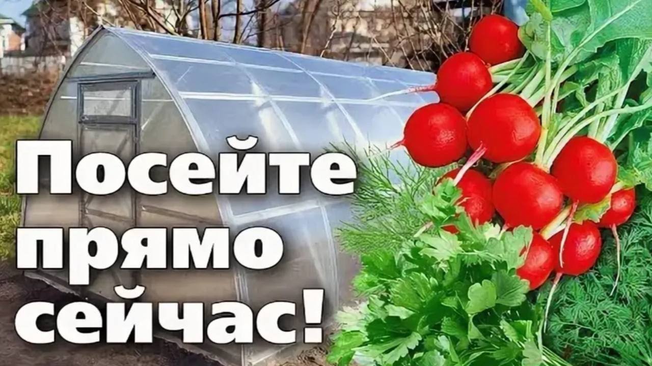 ТЕПЛИЦА НЕ ДОЛЖНА СТОЯТЬ БЕЗ ДЕЛА В МАРТЕ! Сеем рассаду и первую корзину витаминов