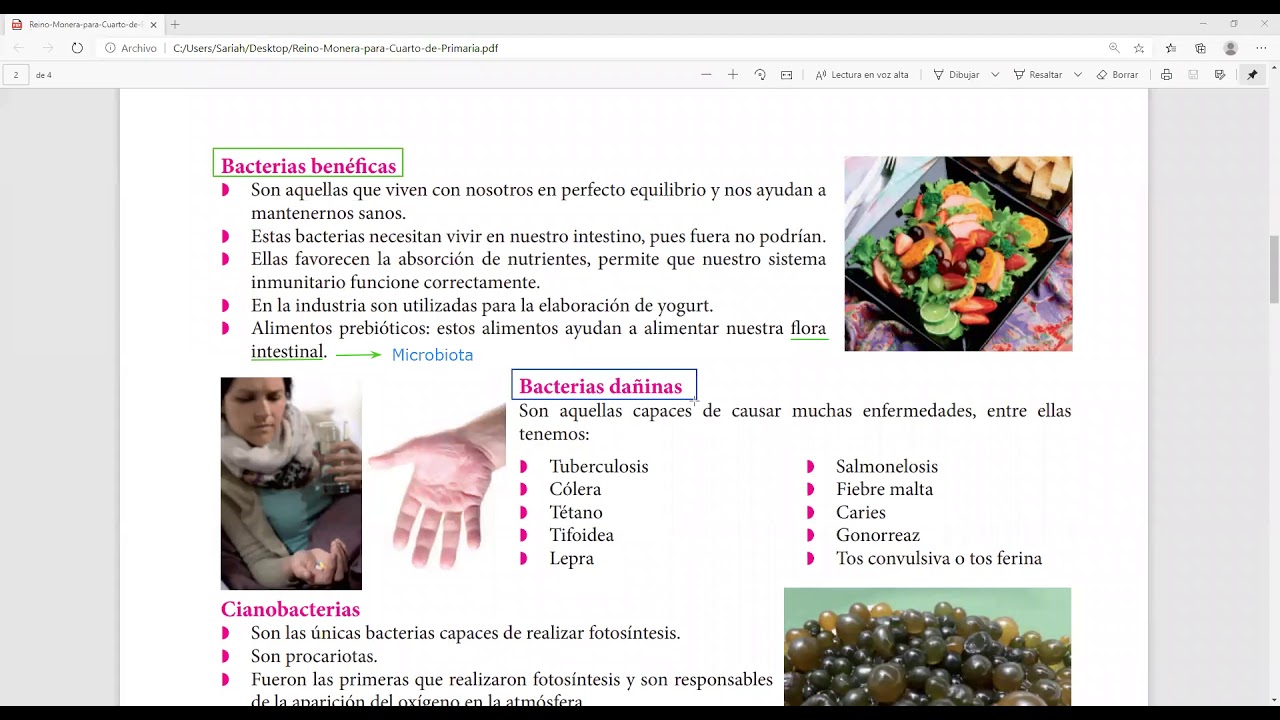 Reino Monera - 3er Grado de Primaria