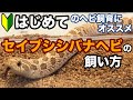 【目次付き】はじめてのヘビ飼育におすすめ！セイブシシバナヘビの飼い方・育て方