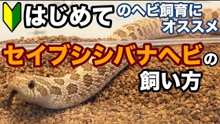 【目次付き】はじめてのヘビ飼育におすすめ！セイブシシバナヘビの飼い方・育て方