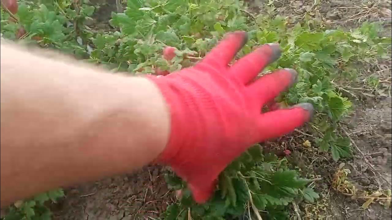 сорт крыжовника Тиксия - YouTube