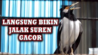 JALAK SUREN  EFEKTIF UNTUK PANCINGAN JALAK YANG JARANG BUNYI  #jalaksurengacor