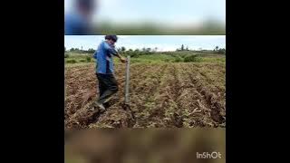 Uji coba alat bantu tanam kol.