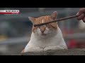 Kamakura: Local Favorites - A Cat's-Eye View of Japan