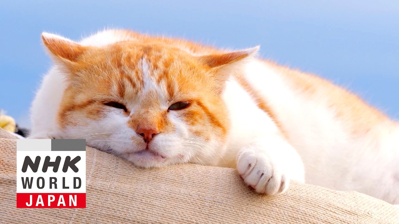 Kamakura: Local Favorites - A Cat's-Eye View of Japan