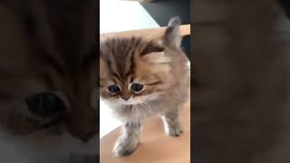 Лëпотища #Shorts #Cat #Funnyvideo #Mem #Смехдослез