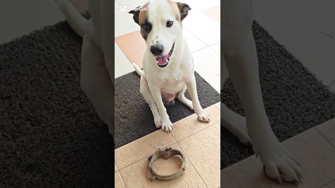 Cute Dog - Chester :) #dogvideos #goldenretriever #kelpie