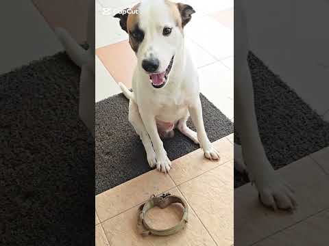 Cute Dog - Chester :) #dogvideos #goldenretriever #kelpie