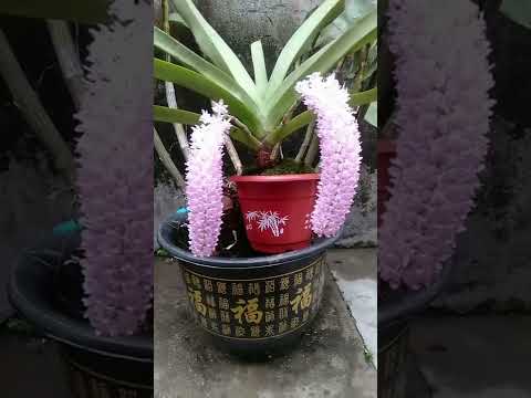 How amazing to grow orchids propagate plant fast and easy #3632