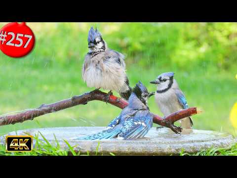 Best of Relaxing TV for Cats 😻12 Hours of Uninterrupted Birds 🐦 Birdbath & Flowers Cat TV @LensMyth