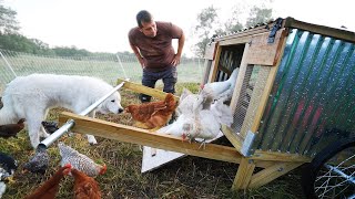 Baby Chickens Meet Old Hens (What could go wrong?)