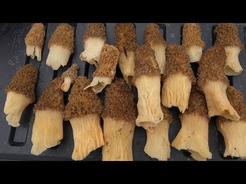 MOREL MUSHROOM HUNTING