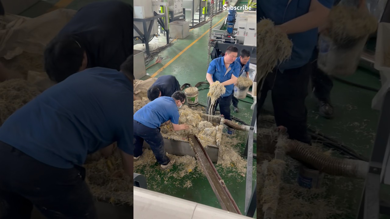 The process of squeezing and dehydrating waste PP raffia bags 