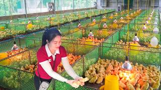 Buy New Ducklings To Raise On The Farm  Planting Trees On A Barren Hill With The Villagers