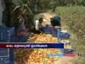 Tomato prices decline Velathavalam žž