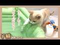 【やさしい】赤ちゃんのやけどを未然に防いでくれる子猫