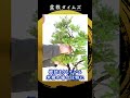 【米栂】動きを感じられる三幹