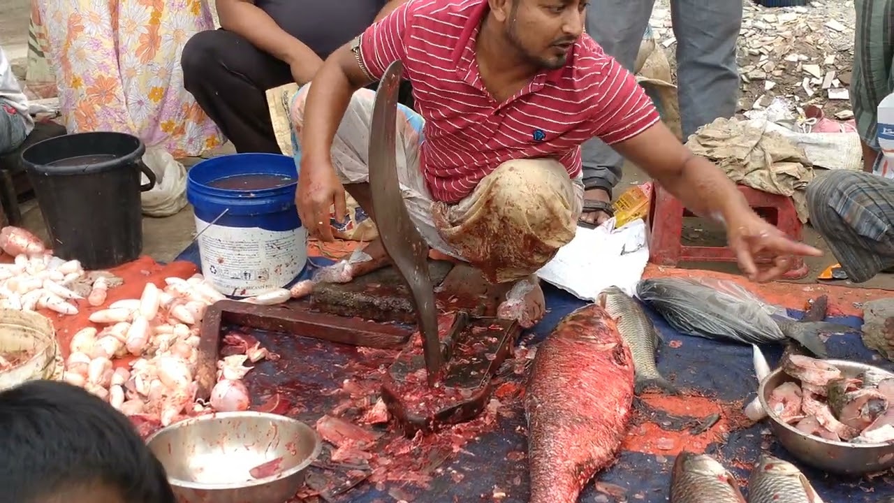 Amazing Monster Size Bighead Fish Cutting skills like