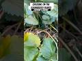 Strawberry Plants are still hanging on, but I need to divide them up & repot || Steffanie’s Journey