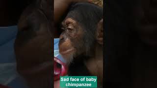 Sad face of baby chimpanzee#shorts #chimpanzee #apes