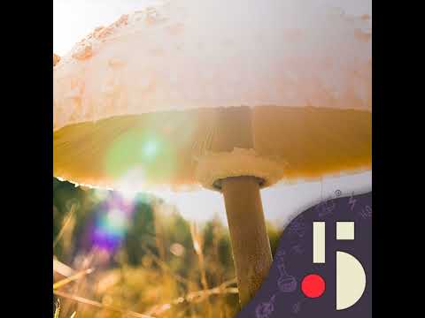 Construire Avec Des Champignons Une Idée Super Schtroumpf EN REDIFFUSION