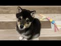 【豆柴】一緒に遊ぼうよって、目で訴えてくる子犬【キュン死注意】A puppy that wants to play
