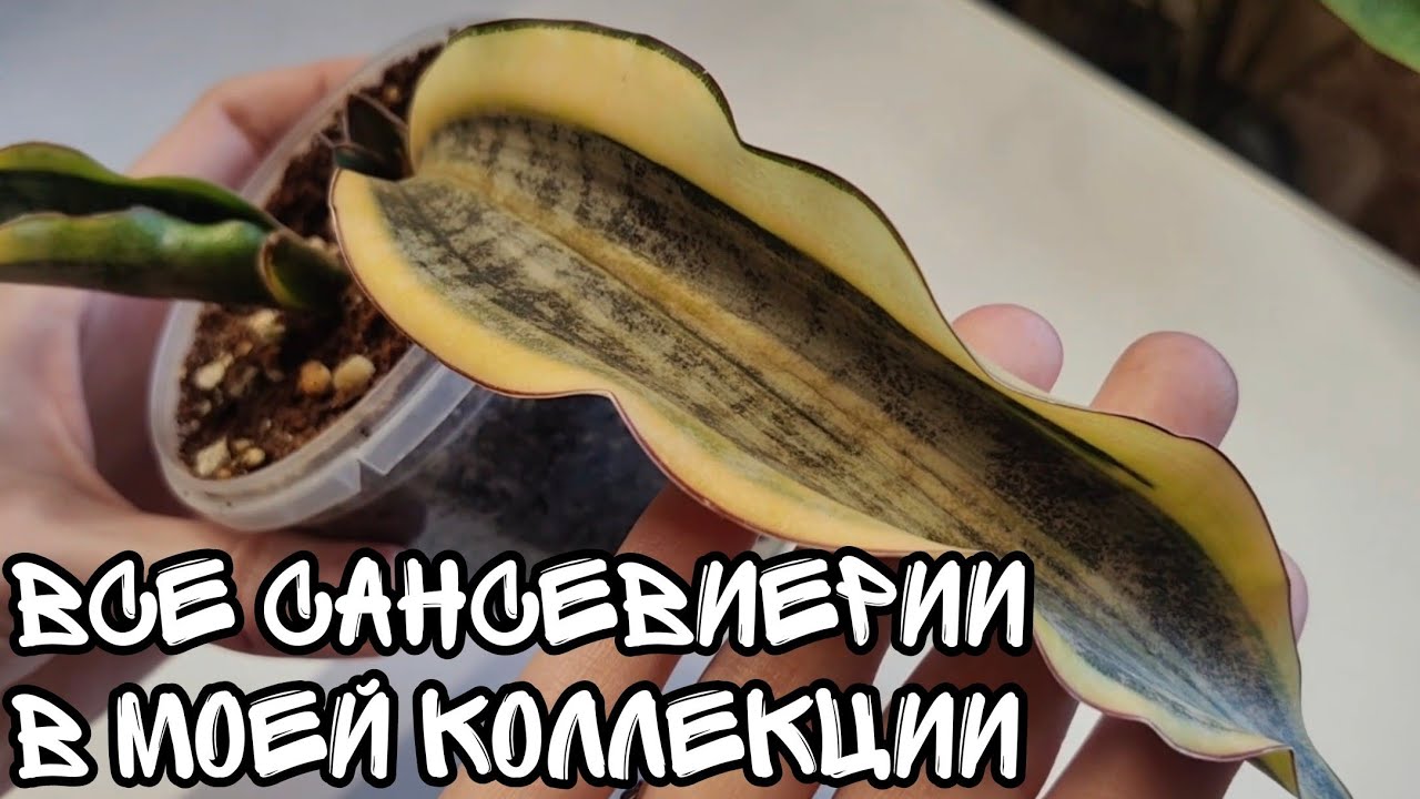 Мои сансевиерии. Как я впервые столкнулась с красным клещом. Кирки сильвер блю стар