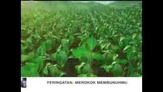 Download lagu Indosiar La Menthol 21 38 (23/03)