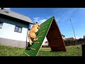 Belgian Shepherd on A-frame  SLOW MOTION #shorts