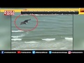 Viral video: Bird flies over beach, picks up baby Shark from Ocean