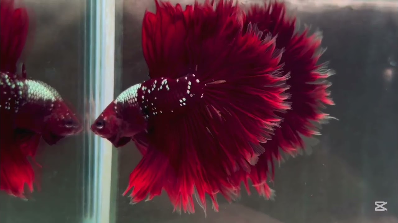 Super Nice Vibrant Colors Siamese freshwater Fish