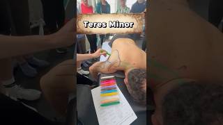 Learn some back muscles #muscles #sportsmassage #sportsmassagecourses #anatomy #lats