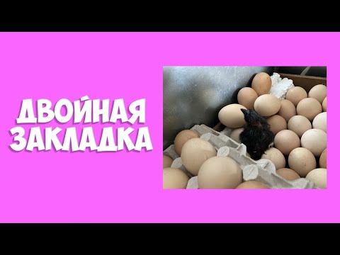 ИНКУБАЦИЯ в сезон