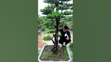 Chốt cây thẳng như cột điện 😄 | Tùng la hán bonsai | Đt&Zalo: 0904911434