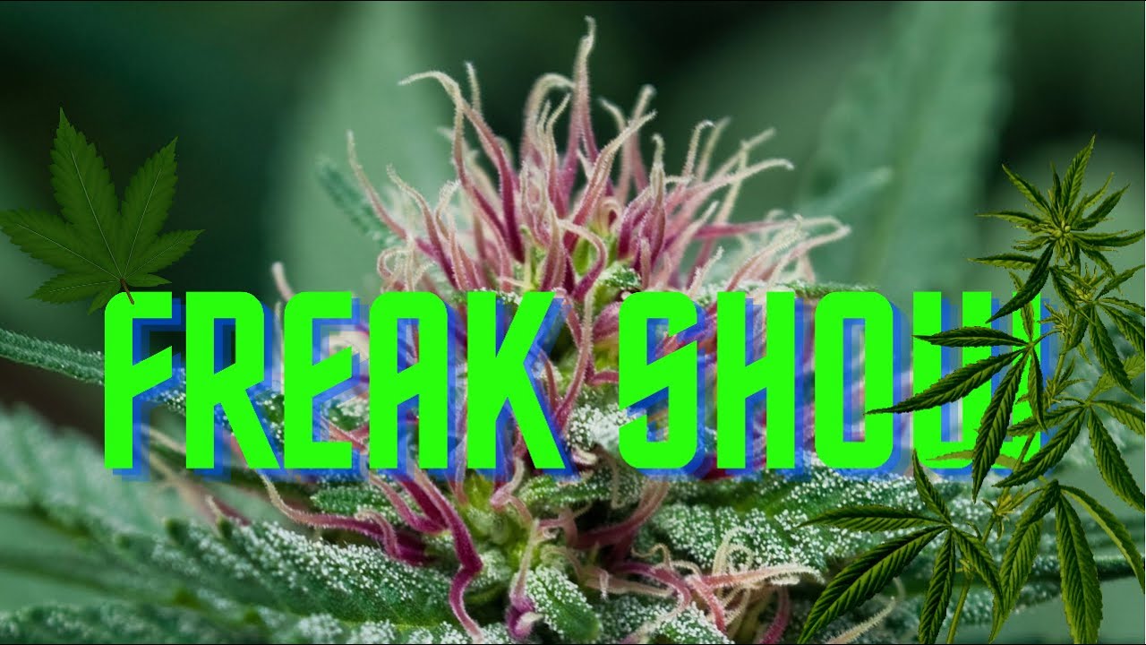 New* growing the strain “freak show” :) 19+ ONLY ! Not for kids! For education purposes only!