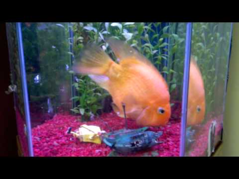 Tiger Oscar and Blood Parrot Tank FunnyDog.TV Tiger Oscar and Blood Parrot Tank FunnyDog.TV