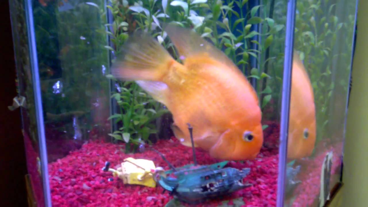 15 year old blood parrot cichlid youtube