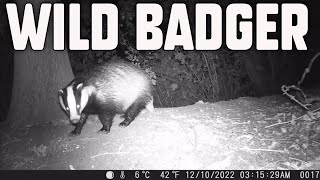 Wild Badger