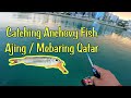 Catching anchovy fish  ajing  mebaring qatar ajing mebaring smallpelagicfish qatarfishing