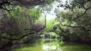 台南四草綠色隧道Sihcao Mangrove Green River Course(2011)