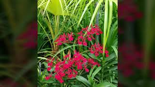 Botanic Garden - Singapore