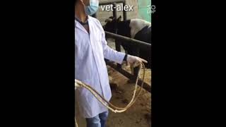 طريقة ربط أرجل البقر للطبيب البيطري| securing of hind limbs of Cattle by Cow strap method veterinary