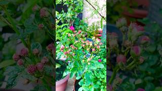 Hazari Flower Rose | হাজারি গোলাপ  ? shorts shortsvideo shortsfeed shortsviral rose plants