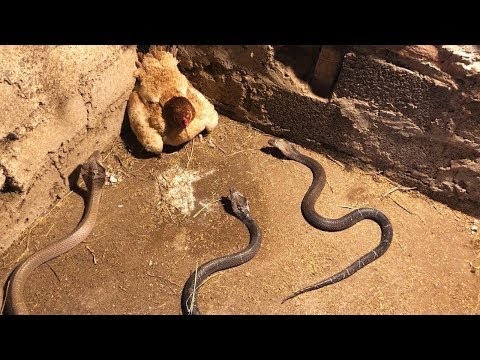 Vidéo: Les serpents sont-ils les principaux consommateurs ?