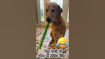 Cười đau bụng với cún cưng đáng yêu #petsandghosts #funny #paranormal #pets #animals @Vunghiavlog
